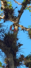 Tillandsia lampropoda, photograph (c) Nohemy Juc, some rights reserved (CC BY)