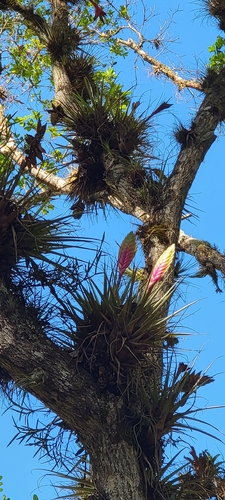 Tillandsia lampropoda, photograph 6