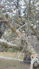 Tillandsia recurvata image