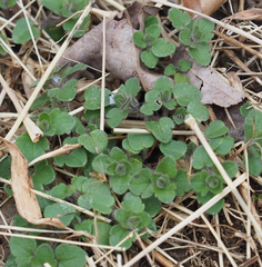 Veronica hederifolia