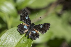 Calydna sturnula