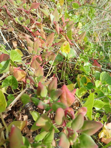 Beach Spinach (Tetragonia trigyna)