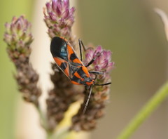 Spilostethus pacificus