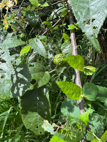 Guazuma ulmifolia observed 2026-04-11