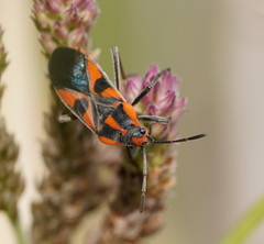 Spilostethus pacificus