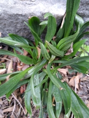 Plantago lanceolata