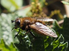 Tachina ursina
