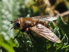 Tachina ursina