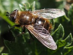 Tachina ursina
