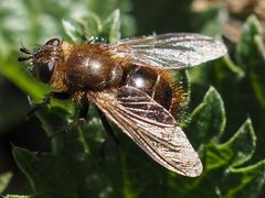 Tachina ursina