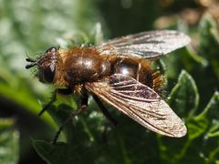 Tachina ursina