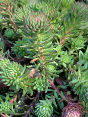 Petrosedum forsterianum