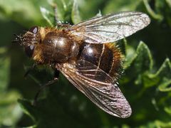 Tachina ursina