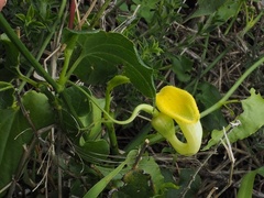 Aristolochia sempervirens
