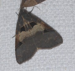 Avatha discolor