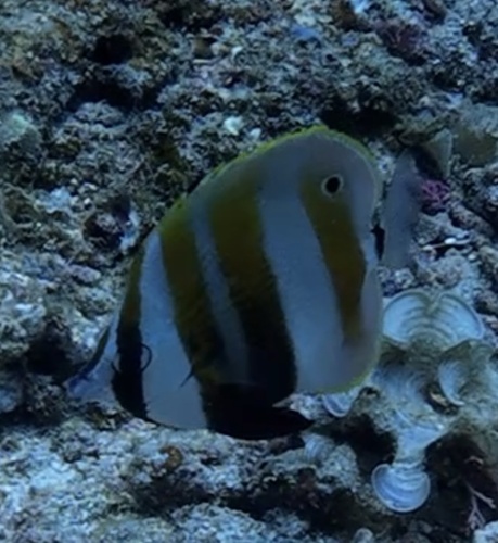 Coradion chrysozonus