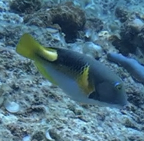 Choerodon anchorago