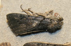 Catocala antinympha