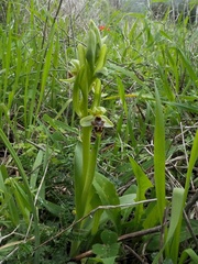 Ophrys umbilicata