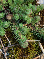 Petrosedum forsterianum
