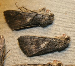 Catocala antinympha
