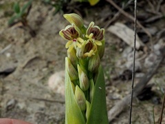 Orchis galilaea