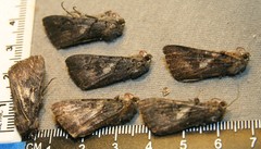 Catocala antinympha
