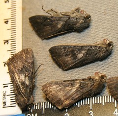 Catocala antinympha