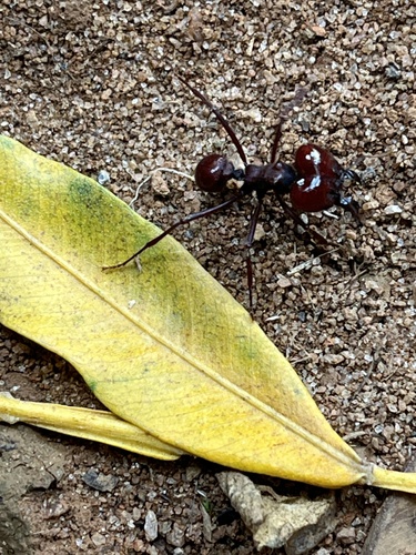 Atta laevigata