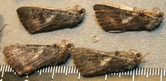 Catocala antinympha