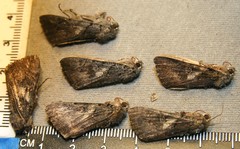Catocala antinympha