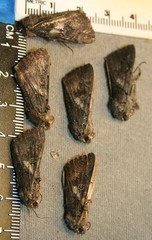 Catocala antinympha