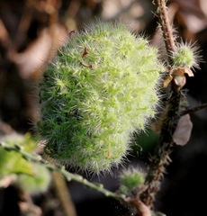 Girardinia diversifolia