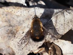 Bombylius discolor