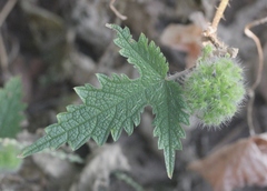 Girardinia diversifolia