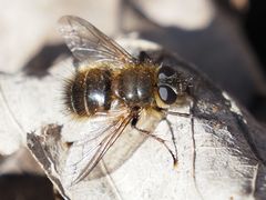 Tachina ursina