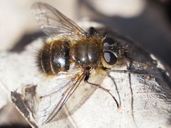 Tachina ursina