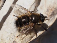 Tachina ursina