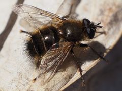 Tachina ursina
