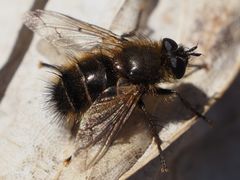 Tachina ursina