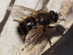 Tachina ursina