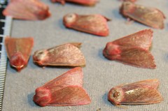 Psectraglaea carnosa