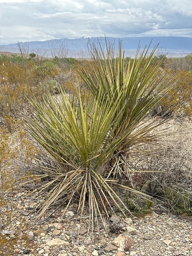 Sarcoyucca macrocarpa (Torr.) Linding.