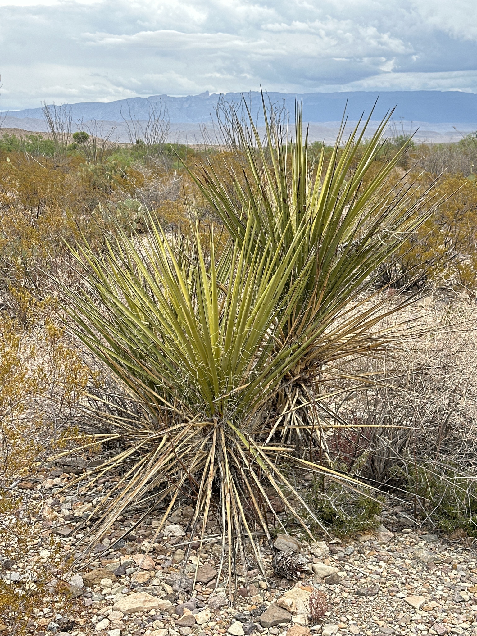 Yucca torreyi Shafer