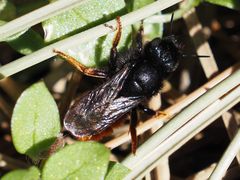 Osmia bicolor