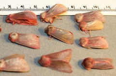 Psectraglaea carnosa