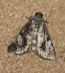 Enchesphora recurvalis