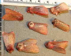 Psectraglaea carnosa