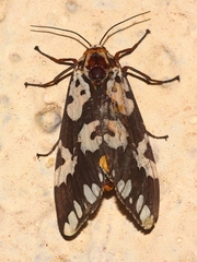 Pangora matherana