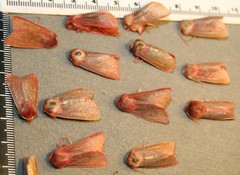 Psectraglaea carnosa